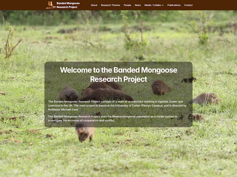Cover image for Banded Mongoose Research Project -
