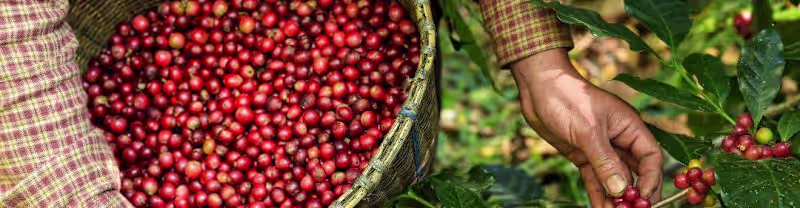 Cover image for Exploring the Benefits of Direct Trade Coffee