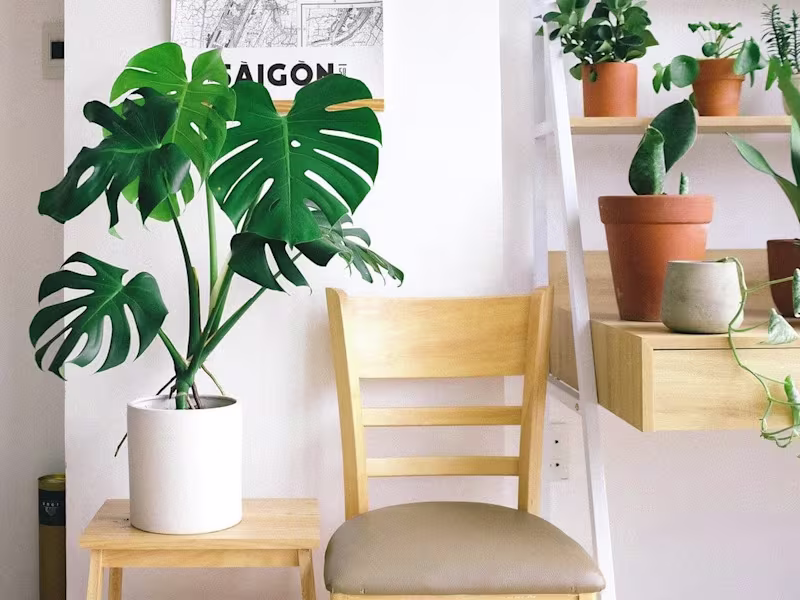 Cover image for Monstera Borsigniana: The Complete Care Guide
