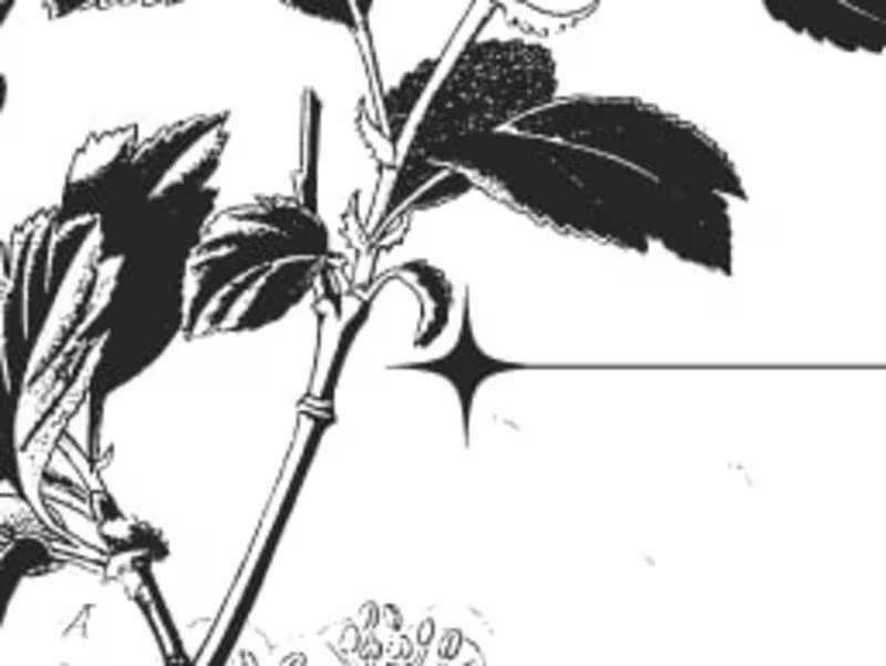 Cover image for w/