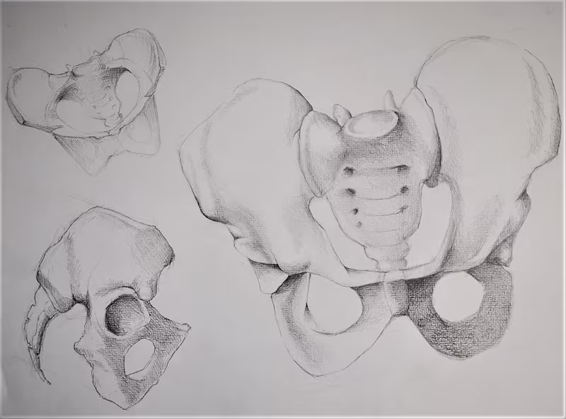 Cover image for Anatomical studies