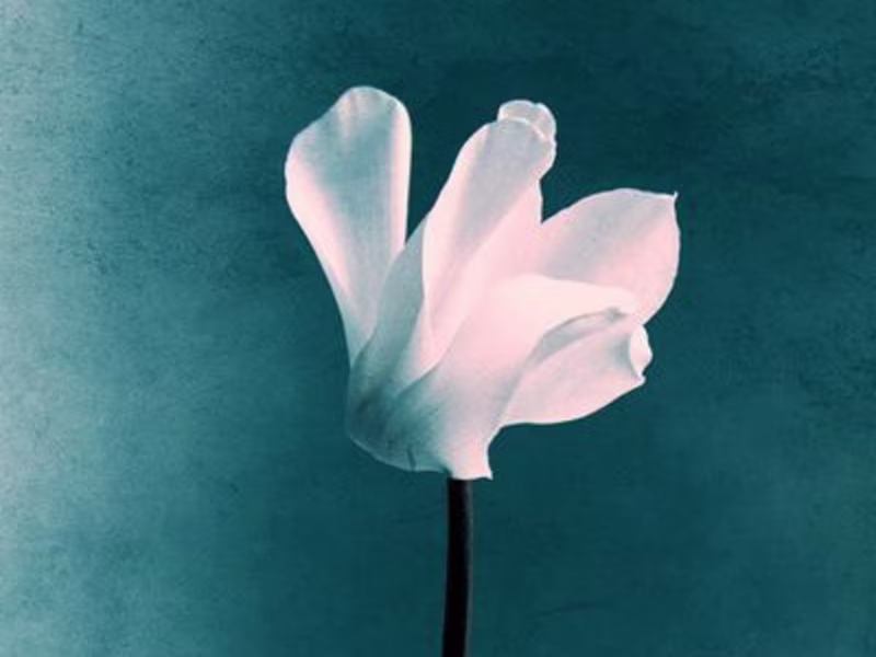 Cover image for The Flower and The Gaze is