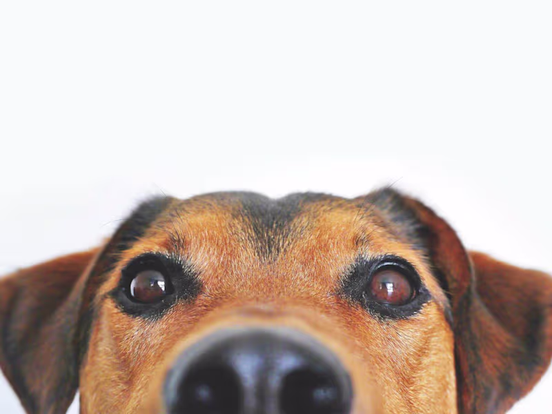 Cover image for Alcovy Pet Rescue - Nonprofit Website Overhaul