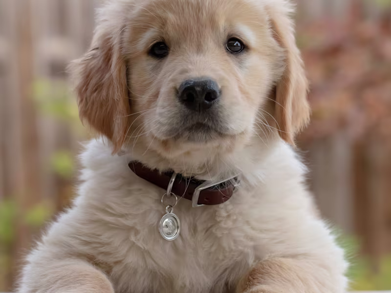 Cover image for How do I Puppy Proof My Home?