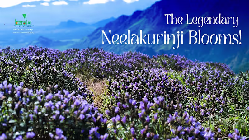 Cover image for Wonder of Nature | Neelakurinji Blooms at Kallippara | Kerala …