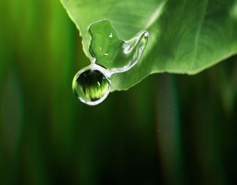 Cover image for Nature Opener