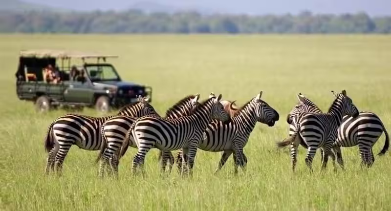 Cover image for Guide to an Ethically Responsible Tanzania Safari