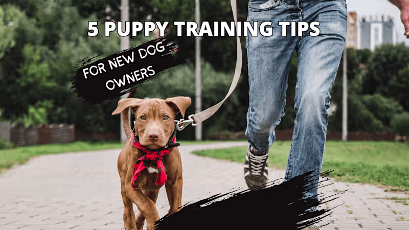 Cover image for 5 Puppy-Training Tips for New Dog Owners