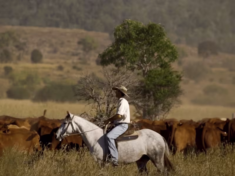 Cover image for Droughtmaster Cattle - Our Story