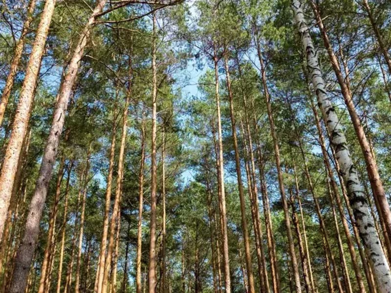 Cover image for Exploring the Mysteries of the Pine Barrens