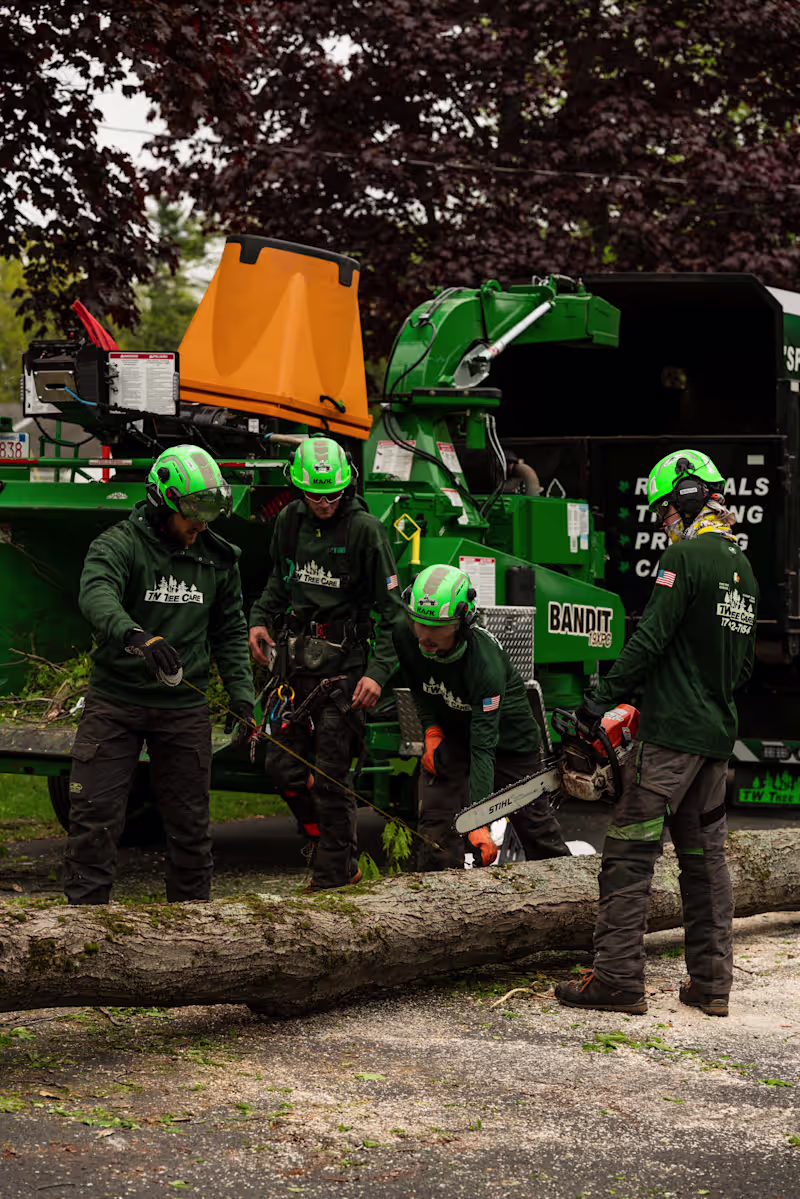 Cover image for Social Media Photography for TW Tree Care
