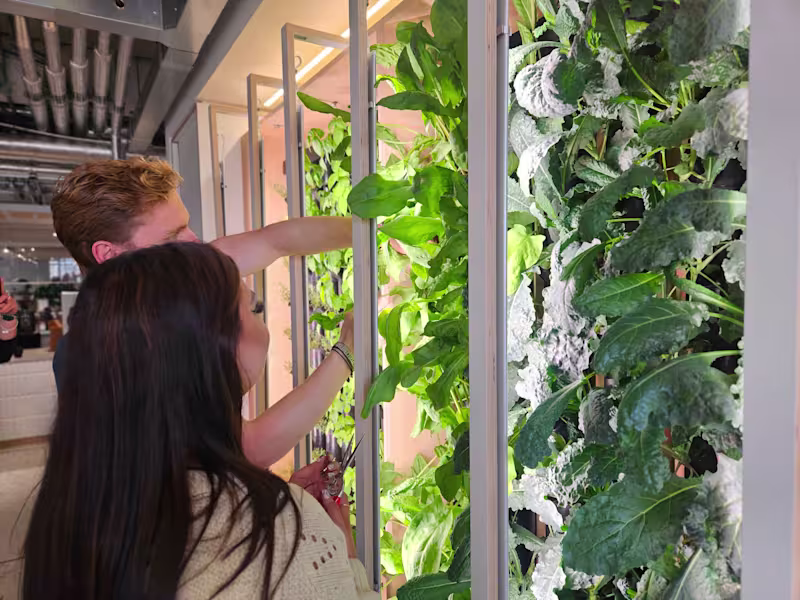 Cover image for Project Management of Experiential Office Systems: Hydroponics!