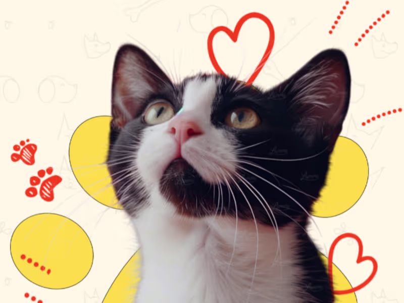 Cover image for Pet Care Website Template in Framer