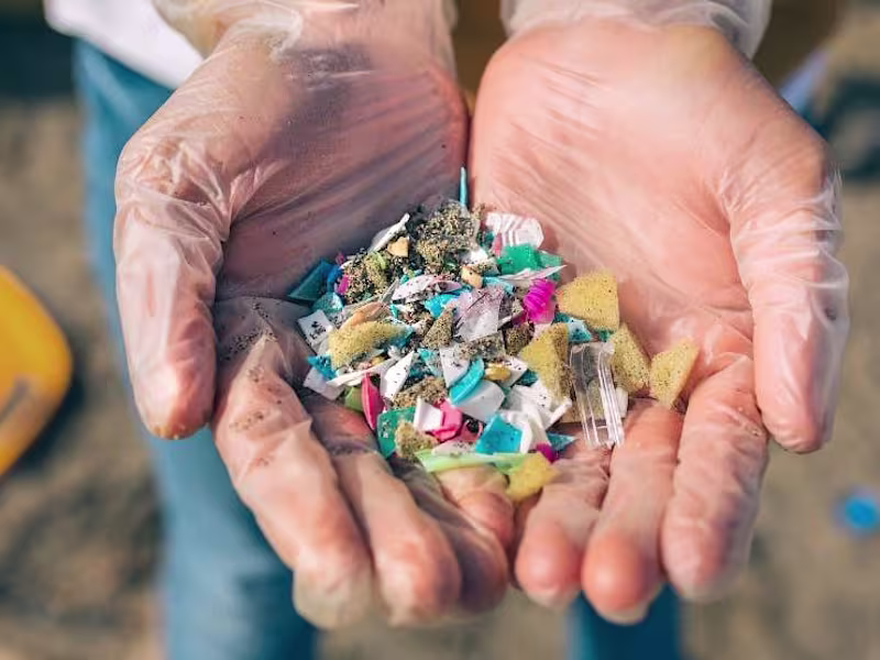 Cover image for Understanding Microplastics' Impact on Pets