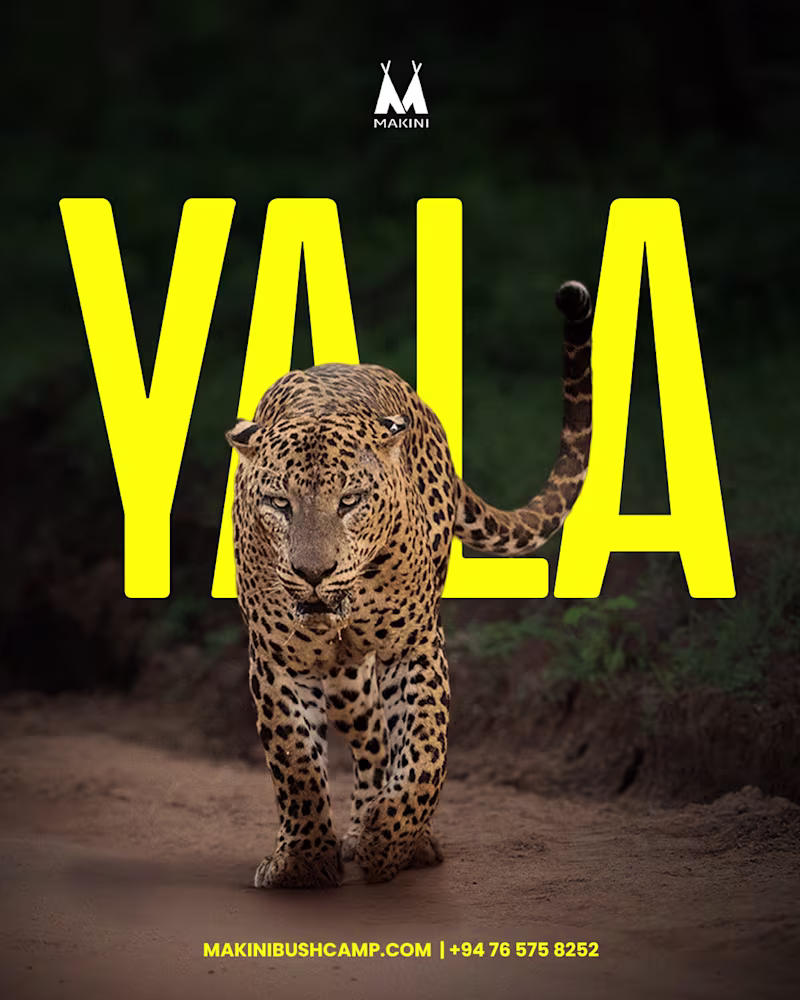 Cover image for WIld Life (Makini)