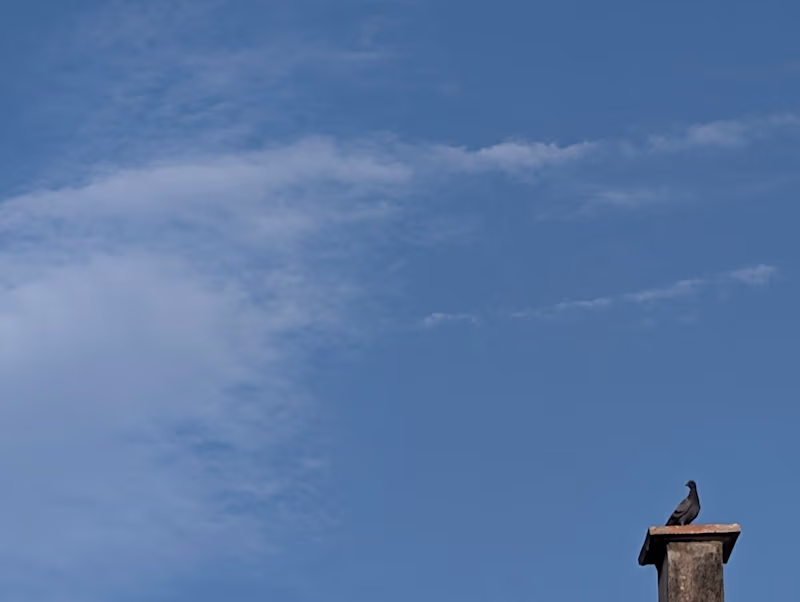 Cover image for The Boundless Sky