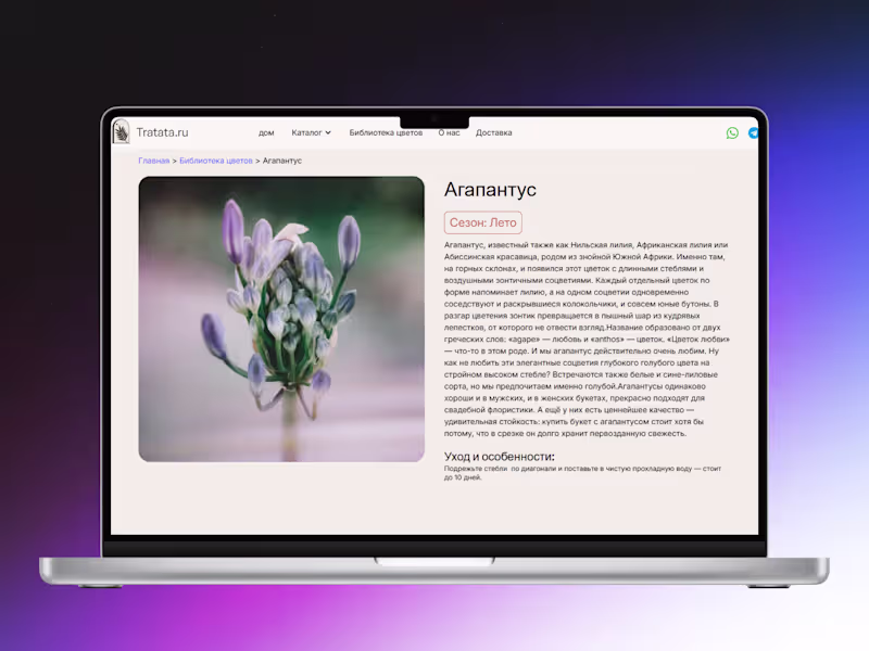 Cover image for Flower Library | Astera Flower
