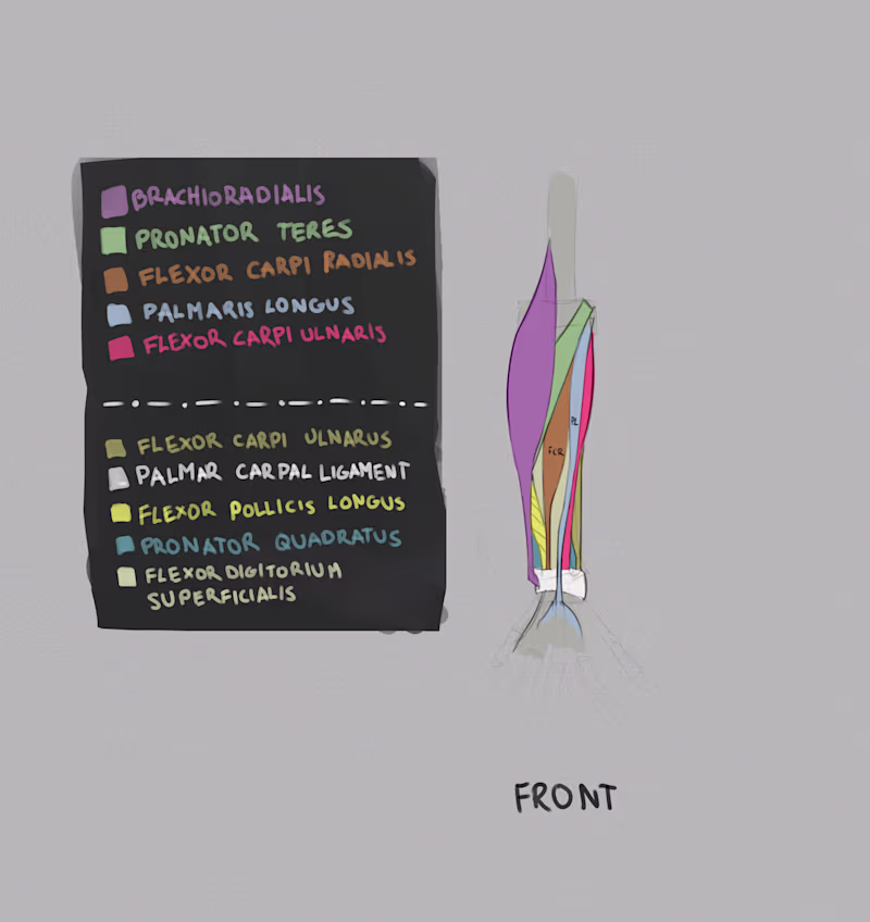 Cover image for Anatomy 303: forearm muscles