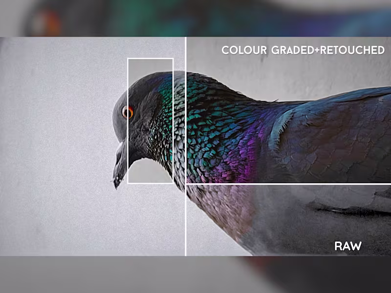 Cover image for Photo Color Grading, Lighting and Retouch 