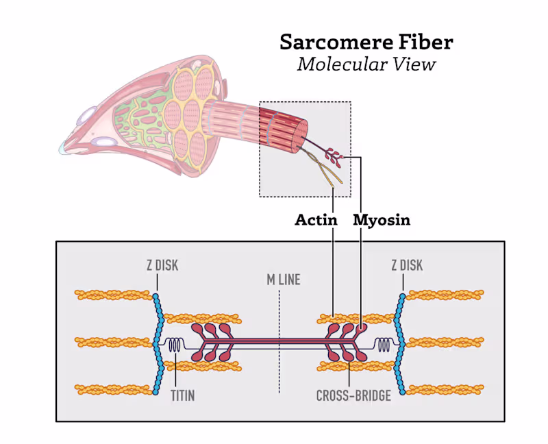 Cover image for Infographic showing the Sarcomere Muscle