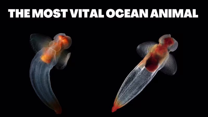 Cover image for A YouTube video about the Sea Butterfly for an Ocean channel 