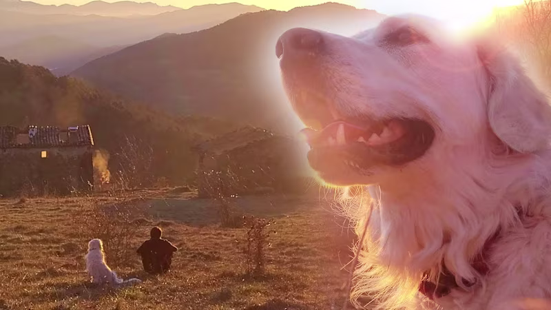Cover image for ~ seeking peace with my dog