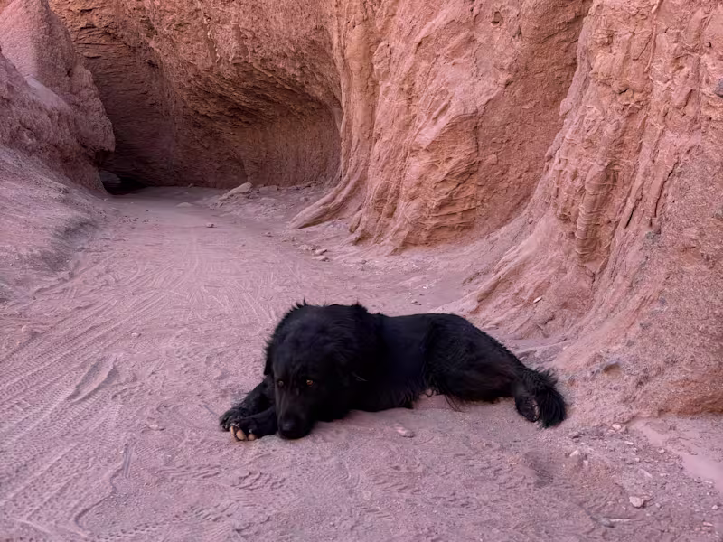 Cover image for Desert Project