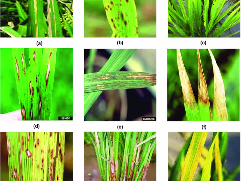 Cover image for Rice Leaf disease detection