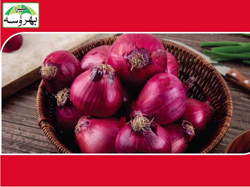 Cover image for Onion - Ali Agro Chemicals & Fertilizers – PVT Ltd.