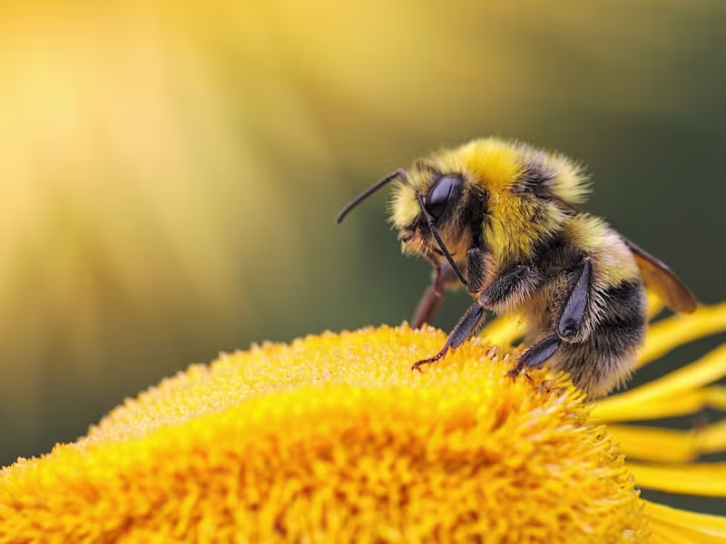 Cover image for New Hampshire Beekeepers Association 🐝