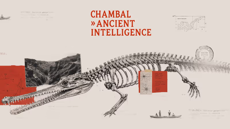 Cover image for Chmabal Brand Experiment