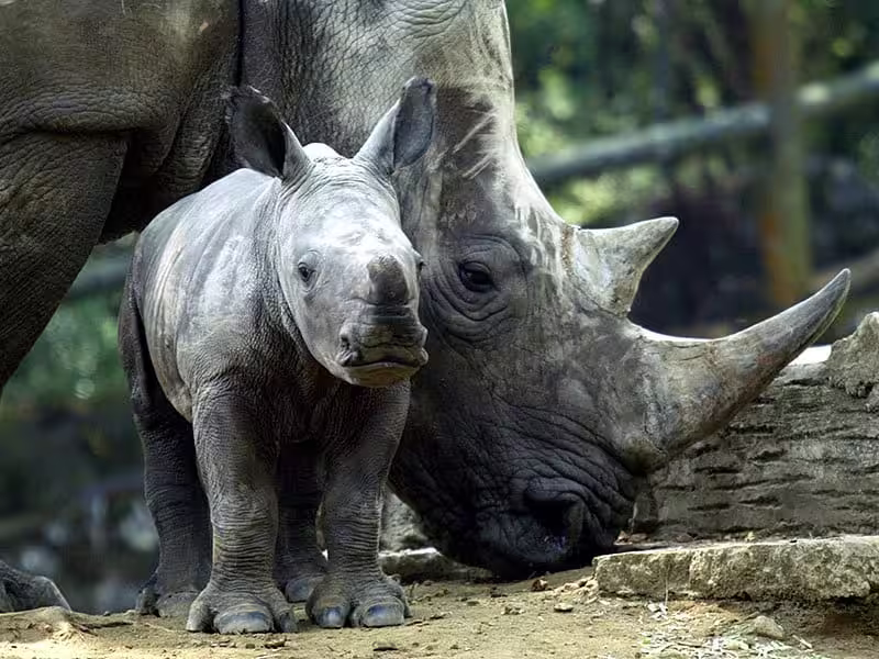 Cover image for Javon Rhinos Documentary