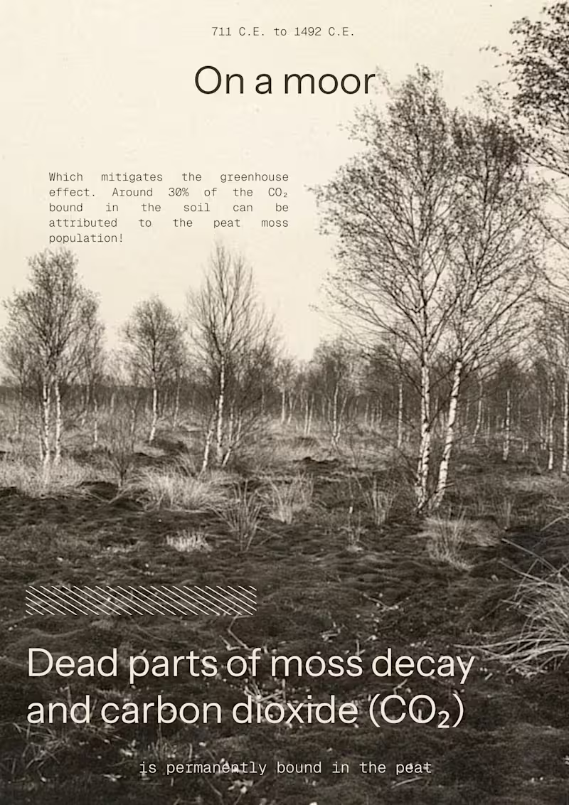 Cover image for I was searching for the