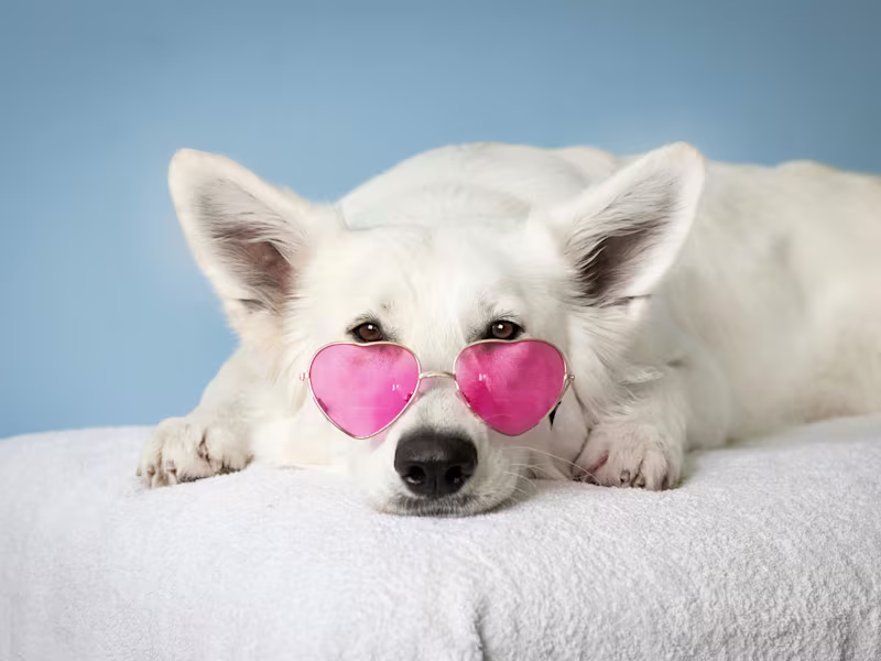 Cover image for Improve the Life of Pet's With Educational Blog Posts