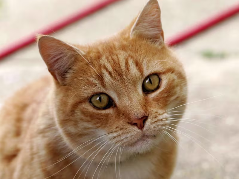 Cover image for IkoBrands (CattitudeDaily.com)