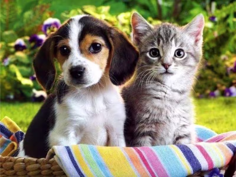 Cover image for Pawsitively Perfect Pet Care