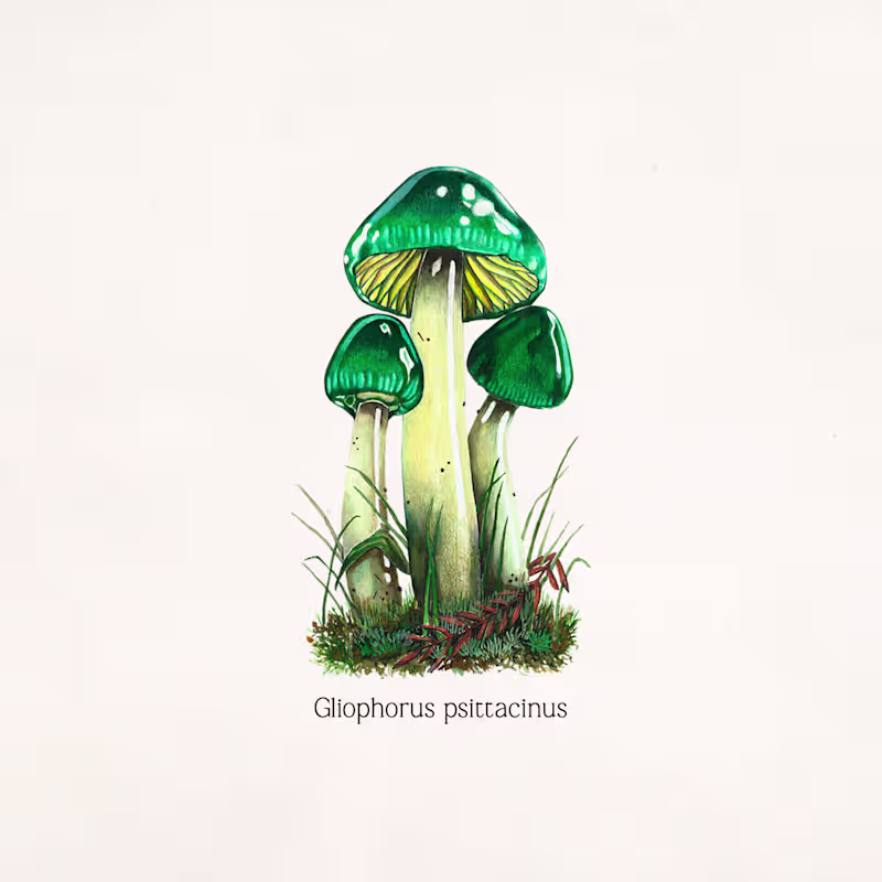 Cover image for Naturalist illustration in color.