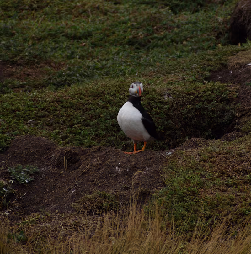 Cover image for Just returned from Scotland, going thru my photos