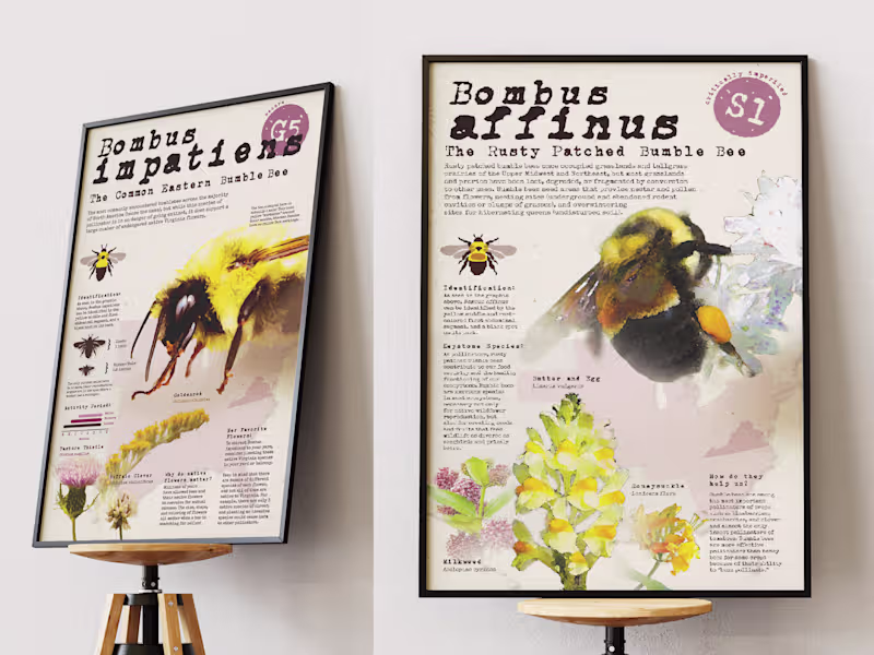 Cover image for Virginia Native Bee Infographics - fun and super informative...