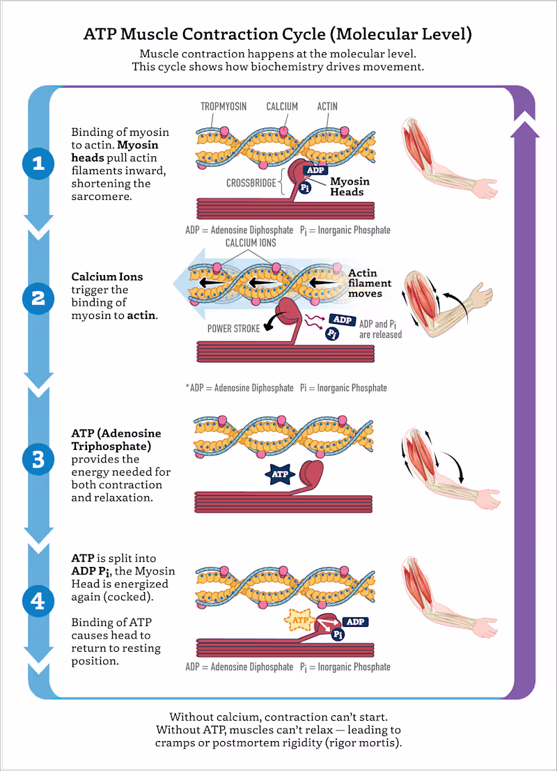 Cover image for Muscular Contraction Cycle at the