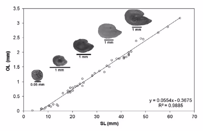 Cover image for Otolith Size–Length Regression Analysis