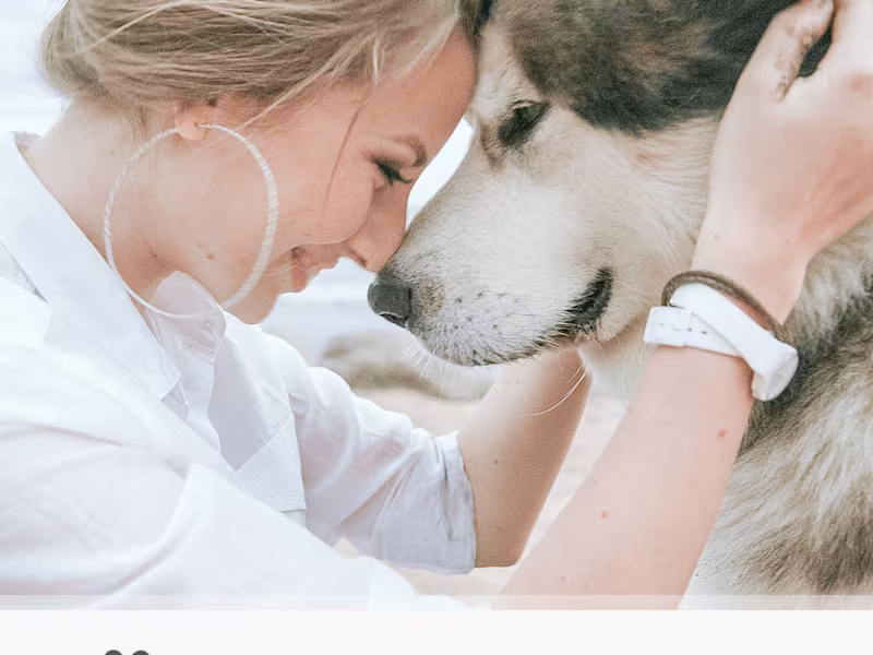 Cover image for Pet Devoted Brand Project