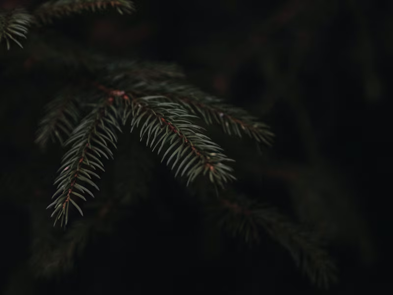 Cover image for Wild Rush