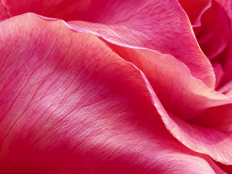 Cover image for Botanical Macro Visuals | Rose