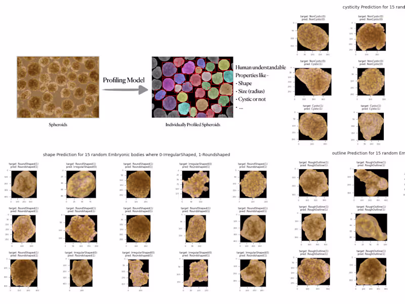 Cover image for Embryonic-cardiac-Tissue-Profiling