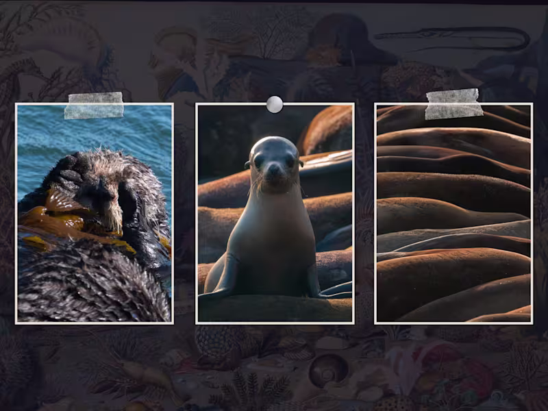 Cover image for Conservation & Coastal Visual Content for Mission-Driven Brands