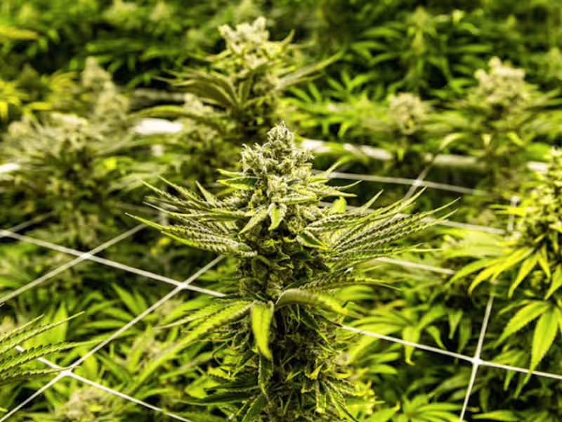 Cover image for The War on Marijuana: It’s Time to Call a Truce (Teens In Print)