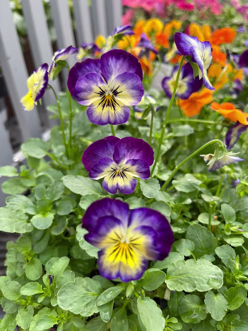 Cover image for Photographer