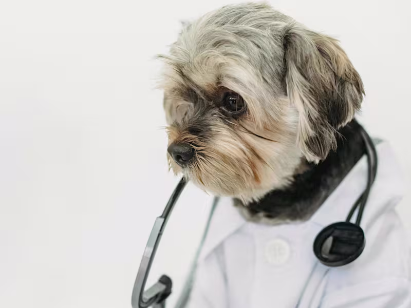 Cover image for Web Application for tracking pet health