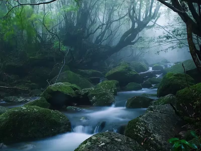 Cover image for Shinrin-Yoku: How Forest Bathing Can Make You Happier